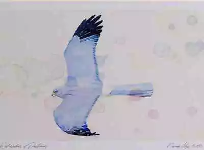 £24.99 • Buy A3 Hen Harrier Male Watercolour Ltd Edition Print