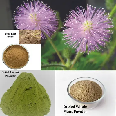 Sun Dried Mimosa Pudica Sensitive Sleeping Plant Roots Leaves Whole Plant Powder • $5.45