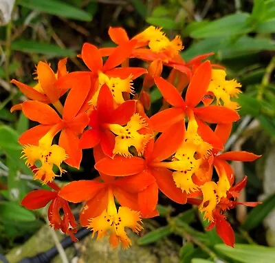 Epidendrum Orchid Crucifix Orchid Orange Rooted Cutting Plant Approx. 12  • $10