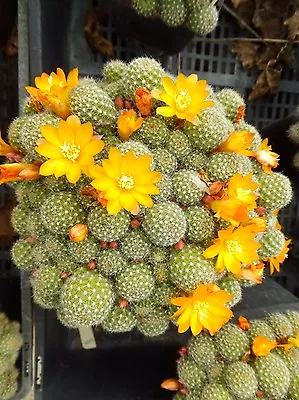 Cactus Rebutia Fabrisii V Aureiflora Yellow Flowering 15 Plants Drought Tolerant • $100