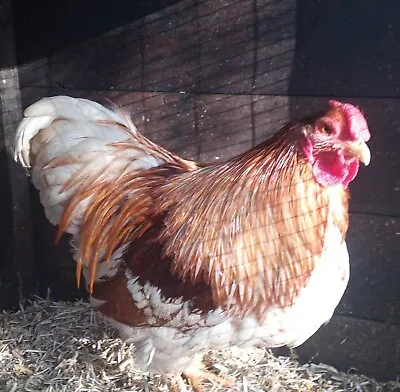 6 Wyandotte Bantam Hatching Eggs - Different Breeding Pens So Eggs From Freshest • £12.50