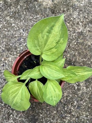 £5.99 • Buy Hosta Silver Threads And Golden Needles - Small Hosta At Maturity - Ex 10cm Pot