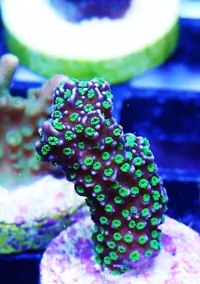 Tubbs Stellata Montipora Zoanthids Paly Zoa SPS LPS Corals WYSIWYG • $4.99