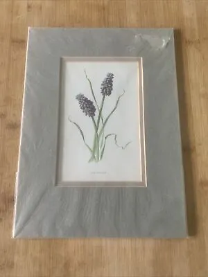 Edwardian Flower Print Of A Purple Grape Hyacinth Mounted • £9.90