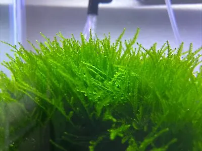 BUY 2 GET 1 FREE Java Moss-Taxiphyllum Barbieri- Easy Live Low Maintenance Moss • $8.50