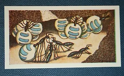 HONEY ANTS   Vintage Illustrated Card   DD06 • $4.96
