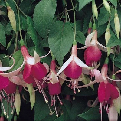 £4.95 • Buy Pack X6 Trailing Fuchsia 'Cascade' Summer Garden Plug Plants