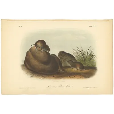 Audubon Quadrupeds Octavo Bowen 1849 H/c Litho Pl 80 Leconte's Pine Mouse • $33.48