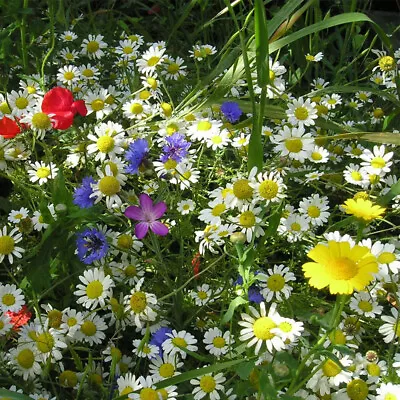 80/20 Wild Flower Seed Sunshine Meadow Mix Wildlife Annual Plants Instant • £4.99