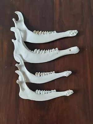 Real Red / Fallow Deer Jaw Bones X 4 Taxidermy Antler Gothic  • £27.99