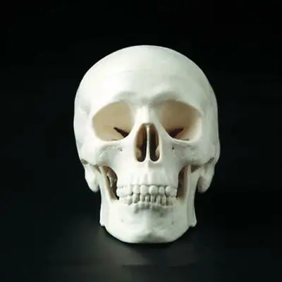 Human Anatomical Anatomy Resin Head Skeleton Skull Model Art Teaching Model • $16.99