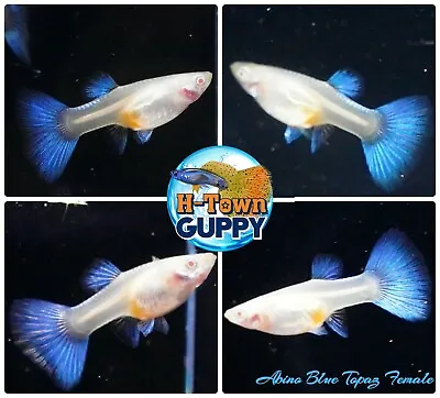 1 TRIO - Live Aquarium Guppy Fish High Quality - Albino Blue Topaz • $35.16