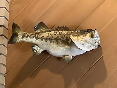 24” Large Mouth Bass Taxidermy Real Skin  • $350
