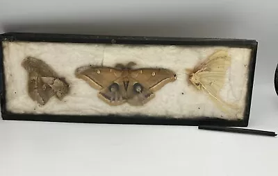 VTG Butterfly Insect Moth Taxidermy Display Wood Framed Under Glass Science Lab • $19.99