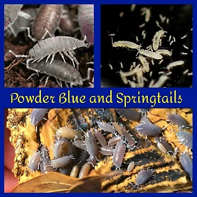 🏆 10+ | 20+ | 30+ Powder Blue Isopods & 8oz White Springtail Culture Free Ship • $21.99