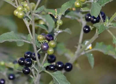 Medicinal Seeds Hierba Mora Solanum Nigrum 300 Solanum Americanim Nightshade • $6.63