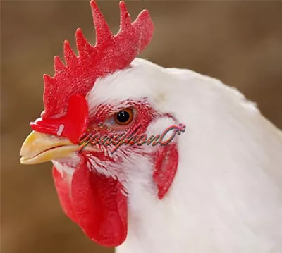 50PCS Creative Chicken Eyes Glasses Avoid Hen Peck Each Other Chicken Farm • $6.06