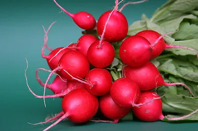 Radish Cherry Belle  2500 Seeds • £2.49