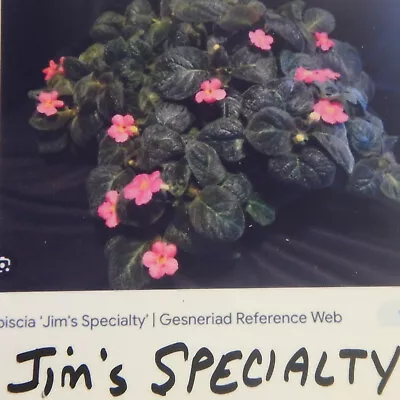 Jim's Specialty Episcia 3  Pot Rooted With Leaves Flowers Latera Starter Plant • $9.95