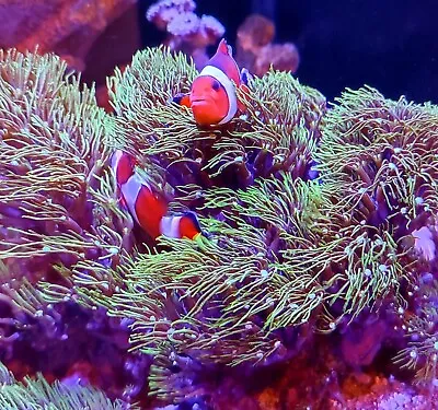 Green Star Polyp GSP Soft Coral Frag Beginner Live Marine Frags Corals Reef • £8.50