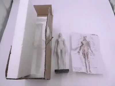 11  Human Anatomy Female Model Skull BLood Sculpture • $30.99