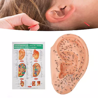 40cm Ear Acupuncture Point Model Accurate Clearly Fonts PVC Professional Ear WPD • $69.37