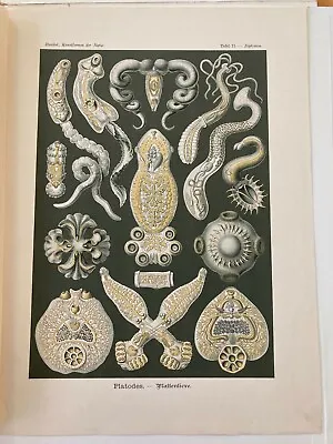 Ernst Haeckel 1899 Original Print Kunstformen Der Natur: Zur Tafel 75-Diplozoon • $59.99