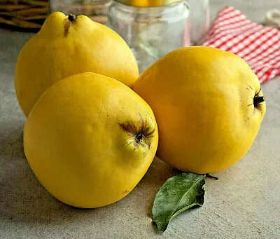 20 Common Quince (Cydonia Oblonga) Fruit Tree Seeds Sweet Edible Fruits • $4.95