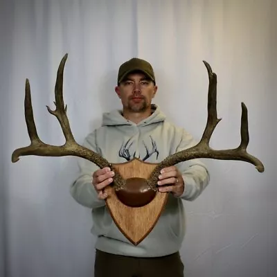 Wide + Character Wild Mule Deer Skull Cap Antler Horn Deer Mount Taxidermy Rack • $129.99