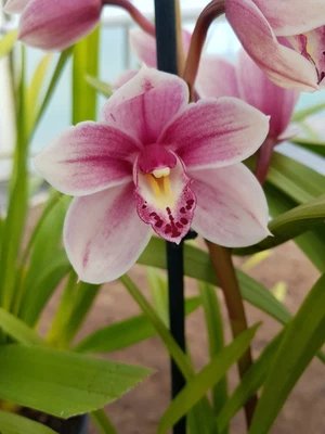 $35 • Buy Pearl Flor