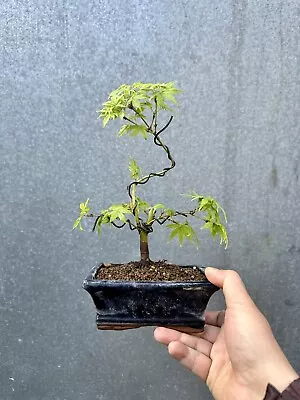 Japanese Acer Palmatum “Sango Kaku” Coral Bark Maple Bonsai Tree  • £49