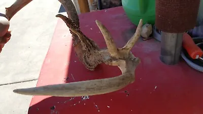 FREAK WHITETAIL DEER RACK Antlers Mule Mount Taxidermy Elk Cape Moose • $45