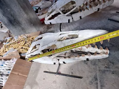 Wonderful Mosasaur Skull- Dinosaur Skull • $1500