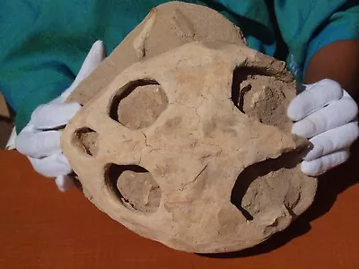 $225 • Buy Restored Fossil Turtle Skull From Kem Kem North Africa