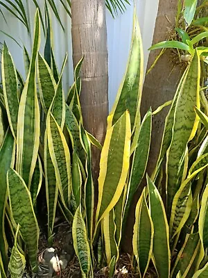 $14 • Buy 1x Sansevieria Trifasciata - Snake Plant - Mother-in-law's Tongue, Bare Rooted