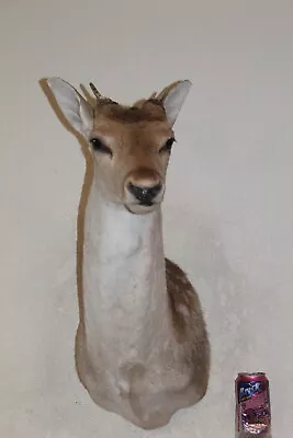 Sika Fallow Deer Head Shoulder Mount Taxidermy Cape Antler Whitetail Mule Exotic • $215