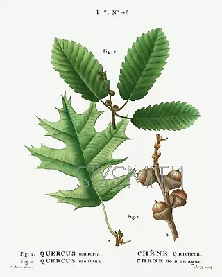 Acorns Vintage Botanical Drawing High Res Giclee 8x10 Print • $14.99