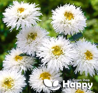 OX-EYED DAISY CRAZY DAISY 200 SEEDS Chrysanthemum Leucanthemum PERENNIAL FLOWER • £1.99