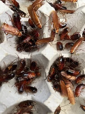 Red Runner Roaches Reptile Food Live Feeders Free Shipping • $15