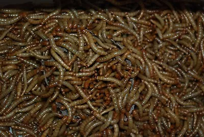 1000 LIVE Medium Meal Worms. • $10.99