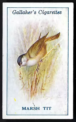 Gallaher - British Birds By George Rankin - #22 Marsh Tit • £1.60