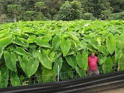 10 LIVE Colocasia Esculenta Elephant Ear Taro Gabi Kalo Eddo Bulbs READY To GROW • $17.99