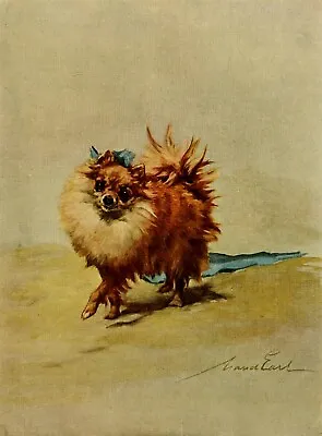 50. Maud Earl Dog Miniature Pomeranian Reprint A4 Buy 1 Get Any Print Free • $6.21