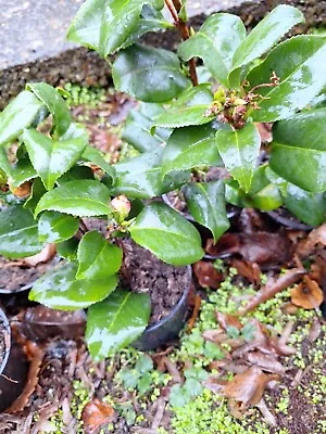 1 X Camellia Japonica 'dr  King' Bushy Evergreen Shrub Hardy Plant In Pot • £9.69