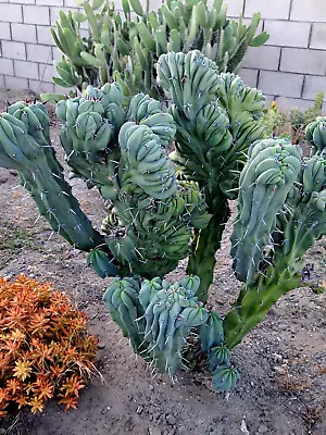 Myrtillocactus Geometrizans Cristata Crested Monstrose Cutting Giant Form #3 • $45