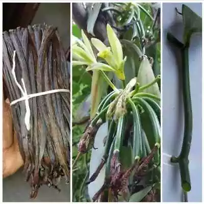 3 Rooted Live Cutting Vanilla Planifolia Orchide Plant Fresh Vanilla Bean Plant • $14.10