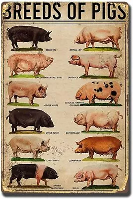 Retro Tin Sign Types Pig Poster Pigs Poster Breeds Pigs Poster Iron Poster Paint • $14.58