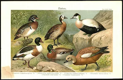 DUCK BREEDS 1893 Vintage Original German Chromolithograph Print • $15