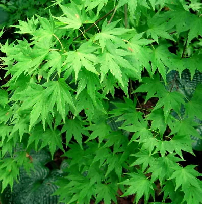 $2.20 • Buy Japanese Maple, Acer Palmatum, Tree Seeds (Fall Colors, Fast, Hardy, Bonsai)