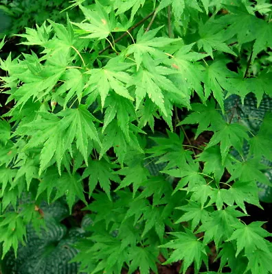 Japanese Maple Acer Palmatum Tree Seeds (Fall Colors Fast Hardy Bonsai) • $18